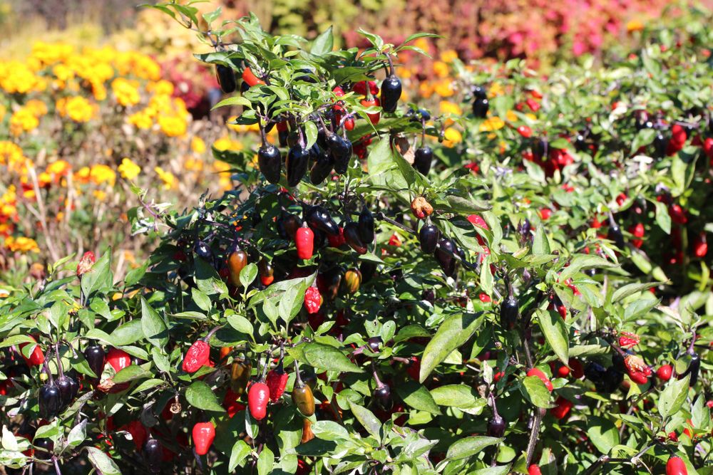 Ornamental pepper plant at JC Raulston Arboretum