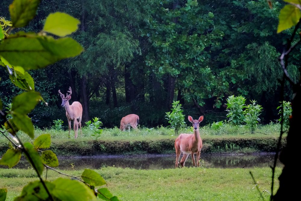 Deer at Shelley Lake Park