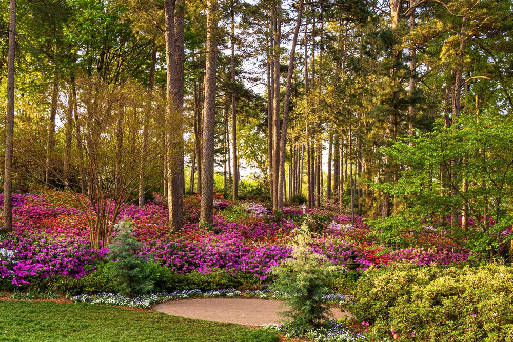 Flora at WRAL Azalea Garden