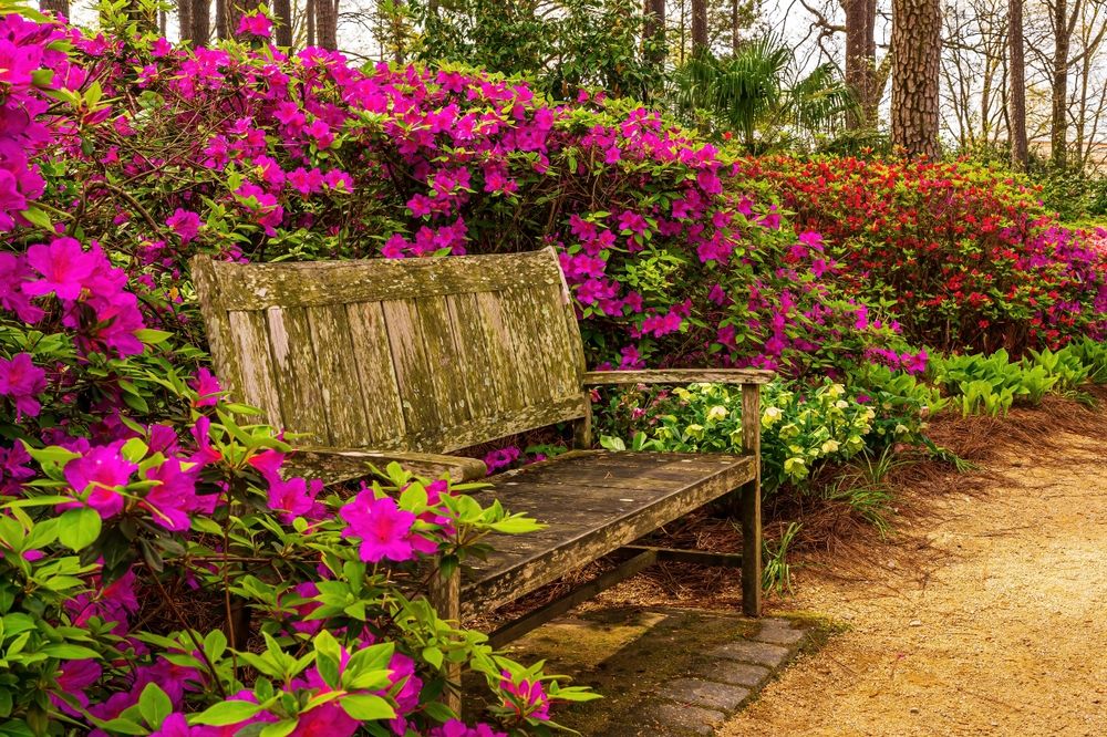 Wooden bench at WRAL Azalea Garden