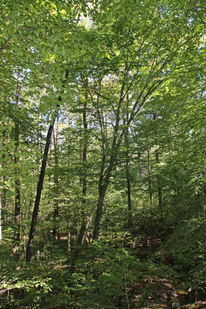 Nature trail at William B. Umstead State Park