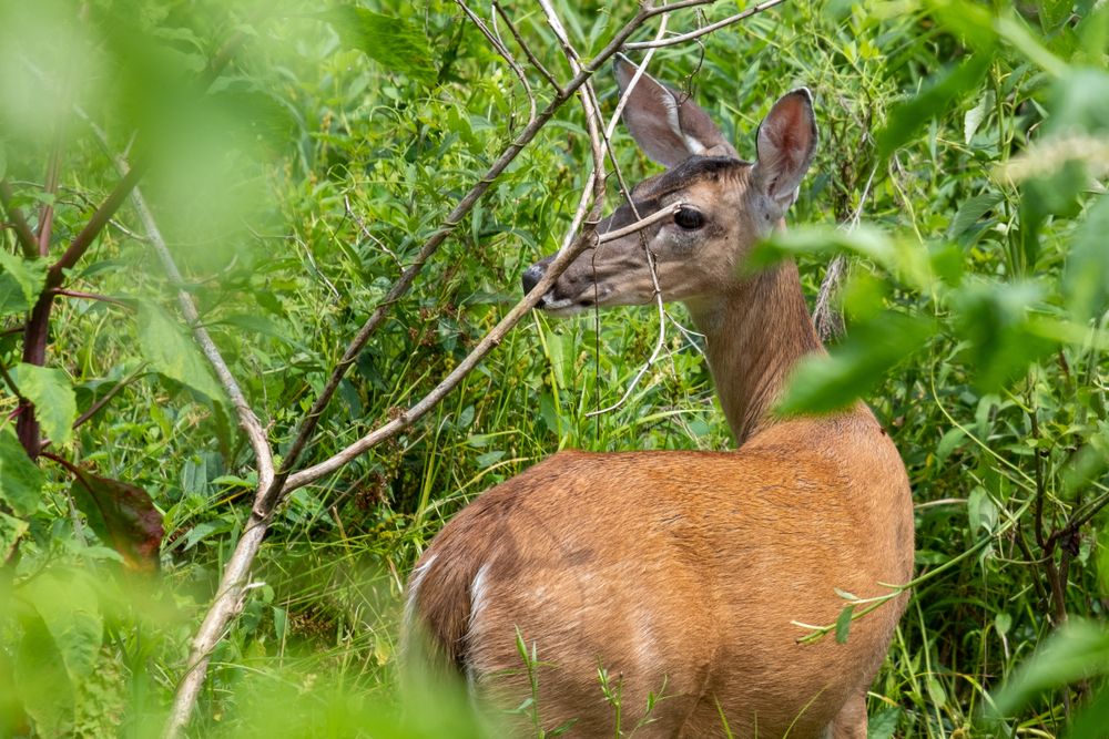 Whitetail doe at the Historic Yates Mill County Park
