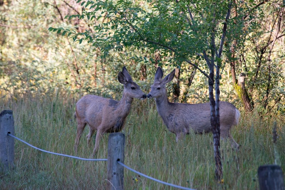 Deers at Sugarite Canyon State Park