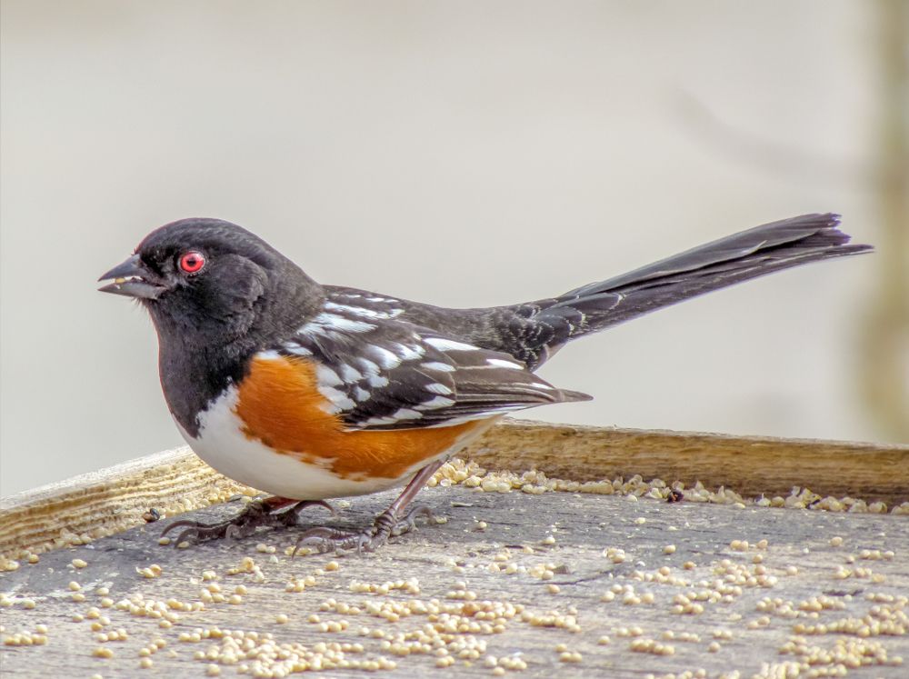 A bird at Sugarite Canyon State Park