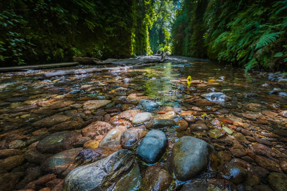 Stream along Fern Canyon's trail