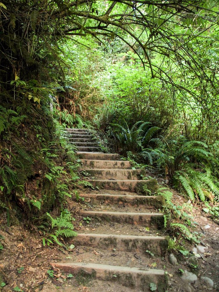 Stone steps trail at Fern Canyon