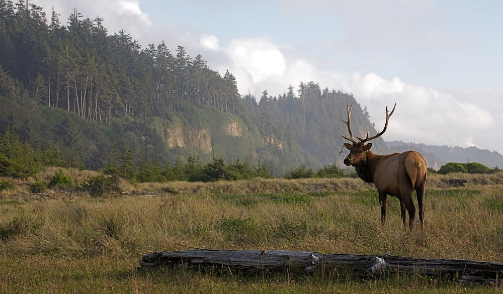Roosevelt elk at Gold Bluffs Beach