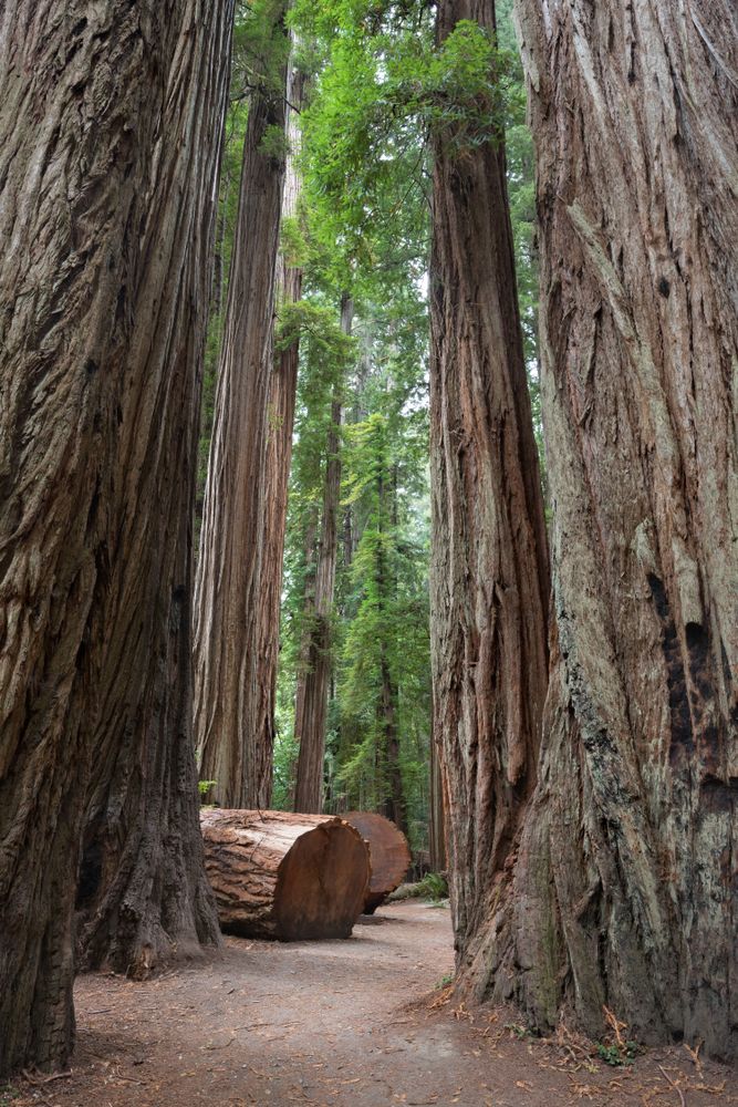 A trail at Jedediah Smith Woods State Park