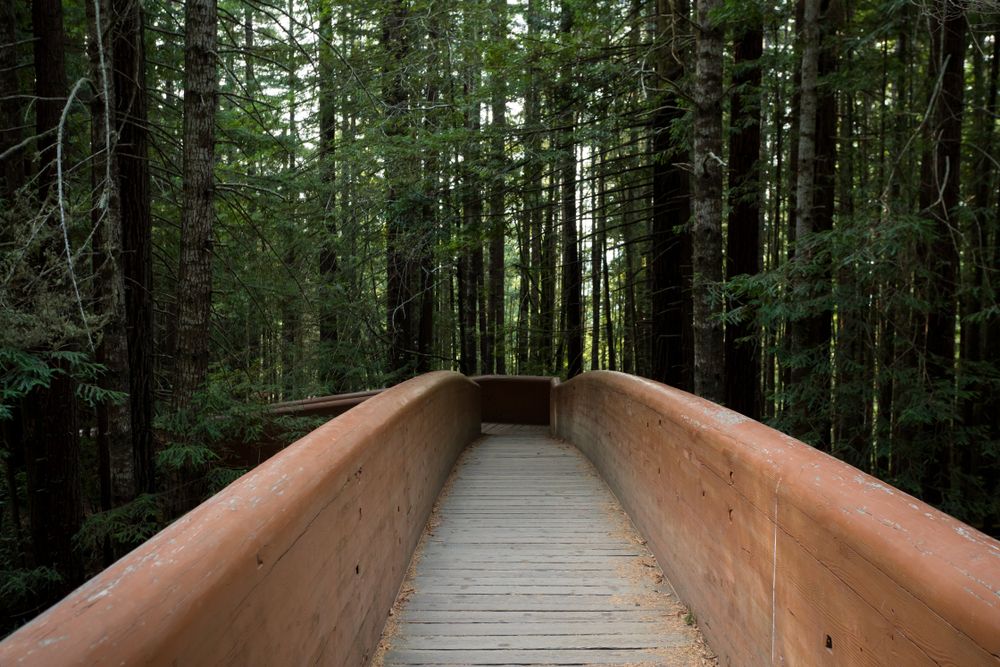 A trail at Lady Bird Johnson Grove