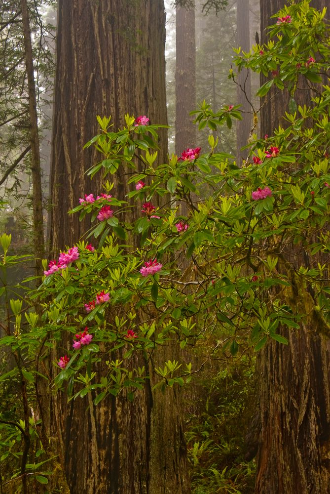 Beautiful flora at Lady Bird Johnson Grove