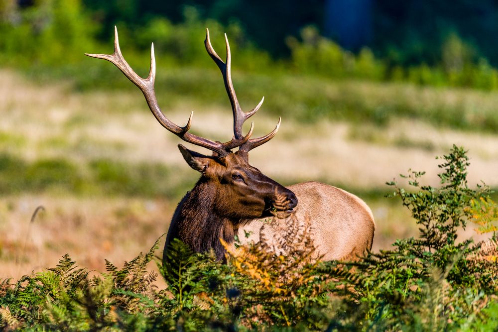 A Roosevelt Elk at Prairie Creek