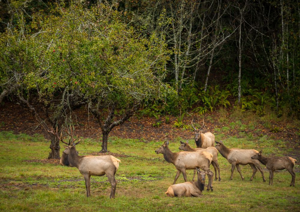Roosevelt Elk at Prairie Creek