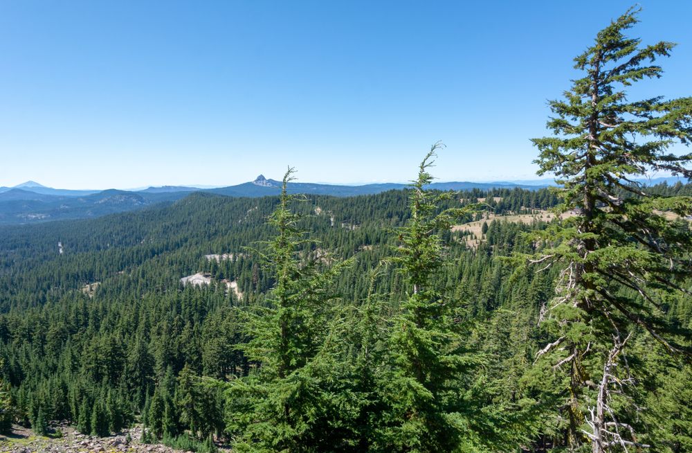 Scenic view from Redwood Creek Overlook