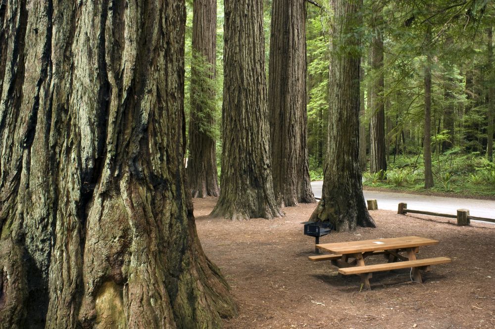 Picnic table at Redwood Picnic Area