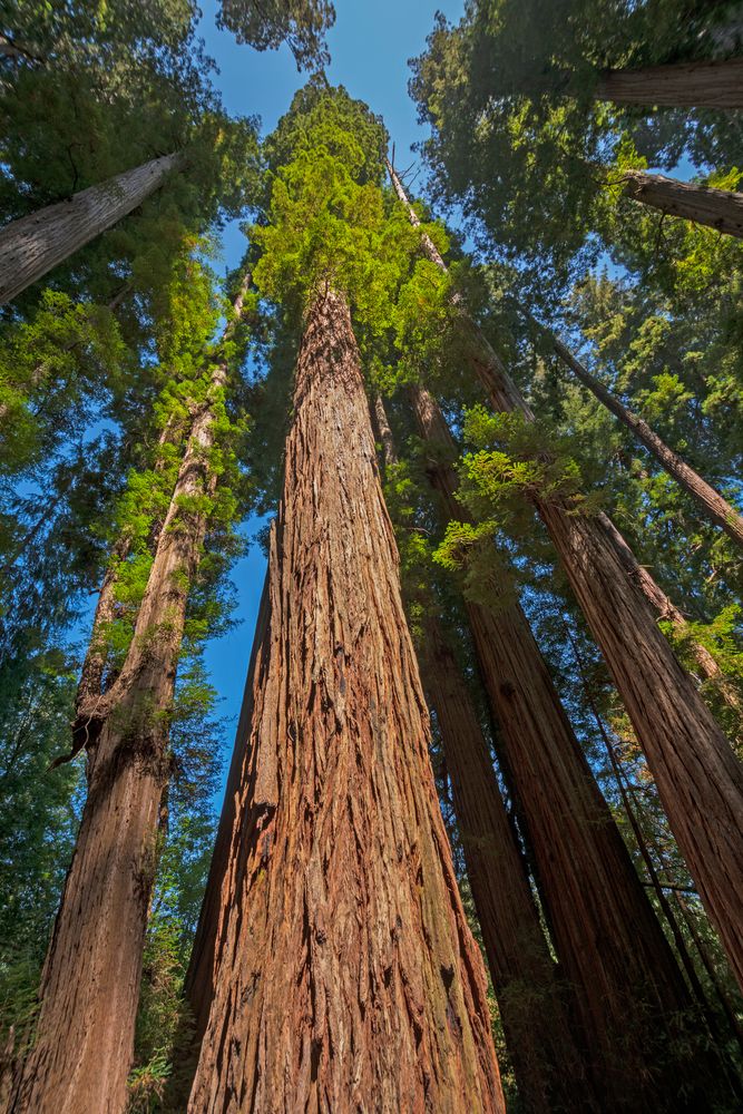 Coastal redwood trees at Stout Grove