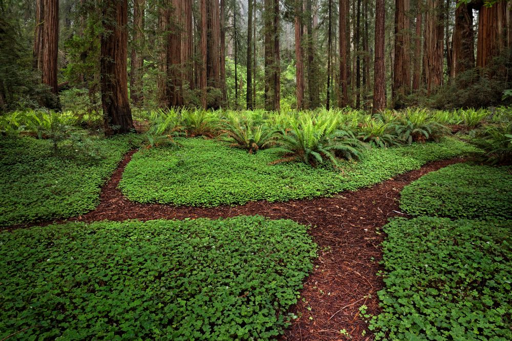 Trail at Stout Grove