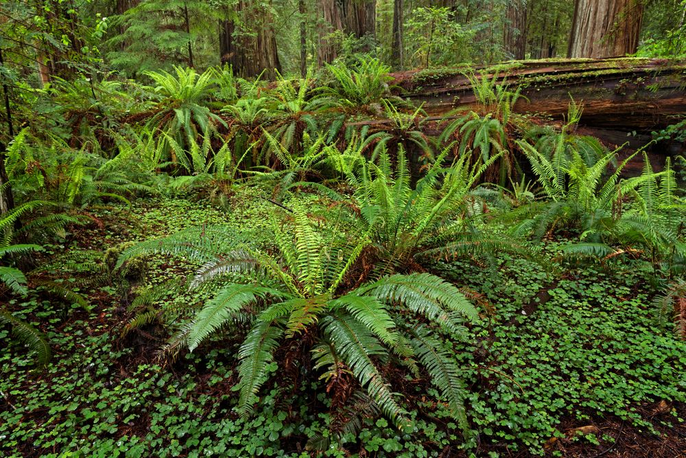 Ferns along Stout Grove