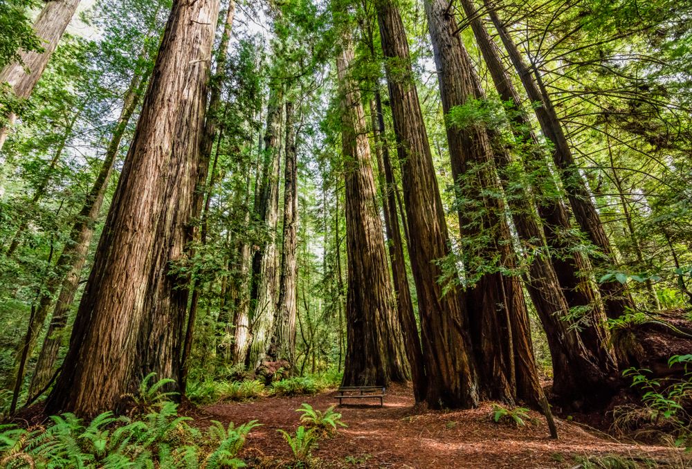 Giant Redwoods at Tall Trees Grove