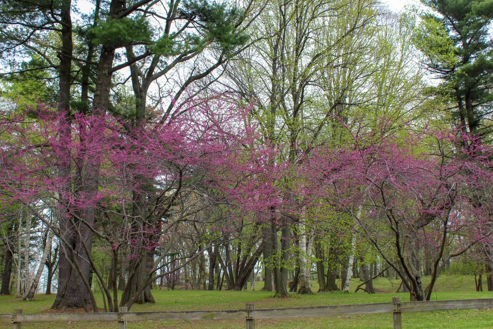 Redbud trees at Durand Eastman Park