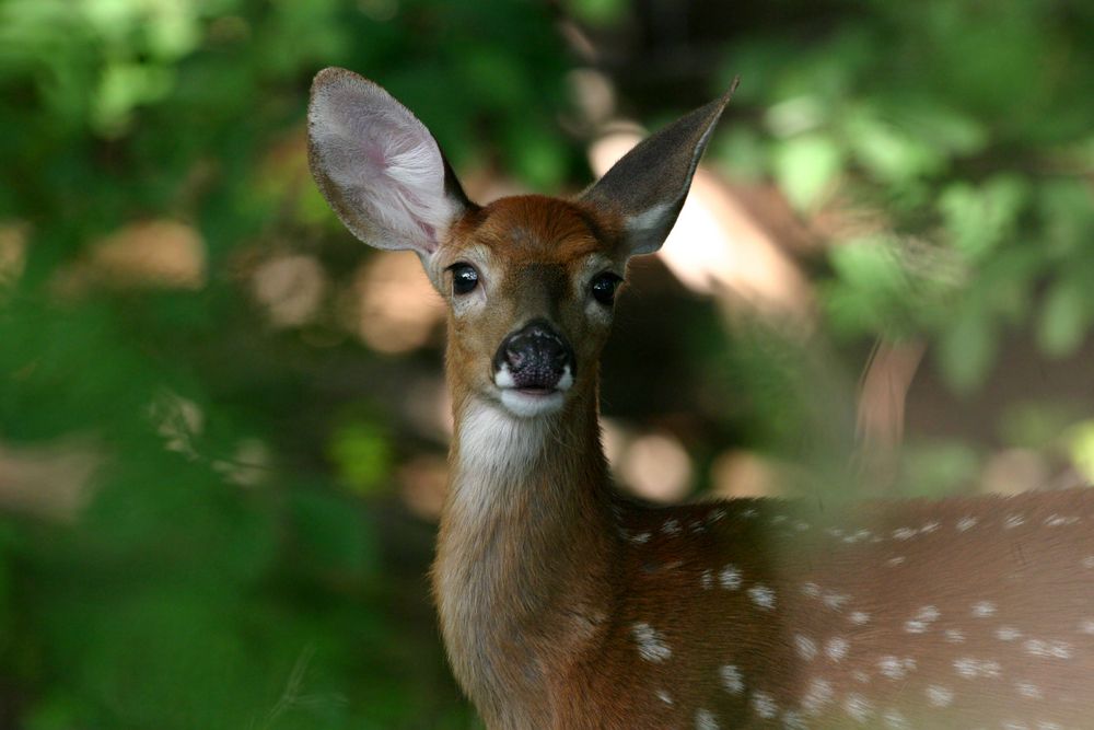 A deer at Marshlands Conservancy