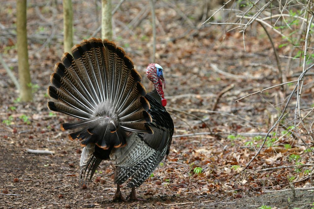 Wild turkey at Marshlands Conservancy