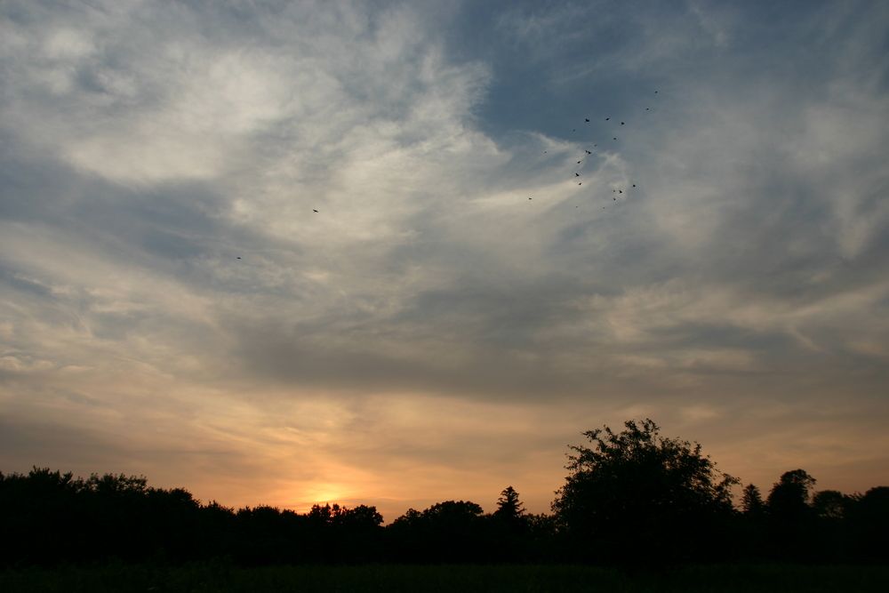Flock of birds over Marshlands Conservancy