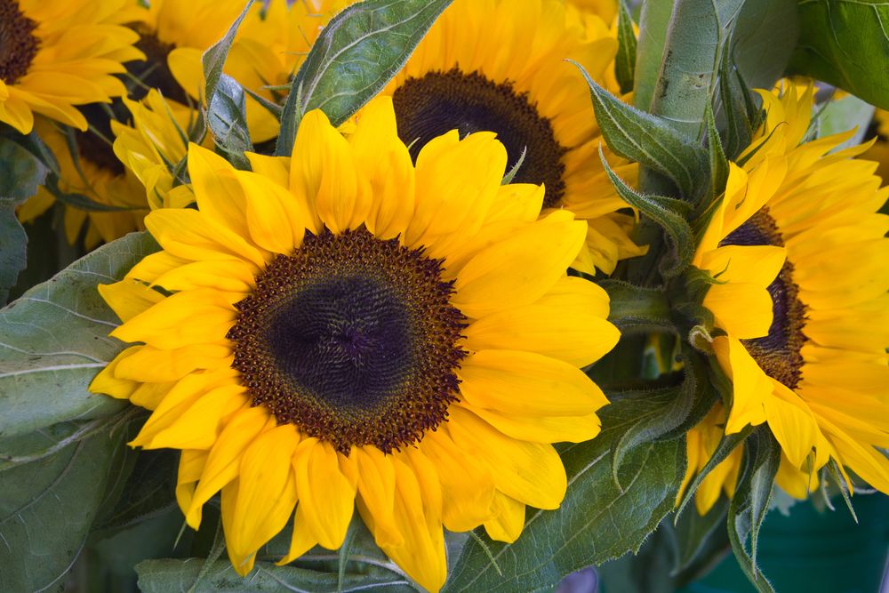 Beautiful sunflowers at Rochester Public Market