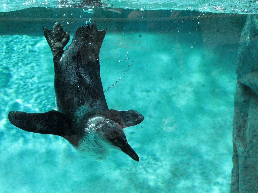 A penguin at Seneca Park Zoo