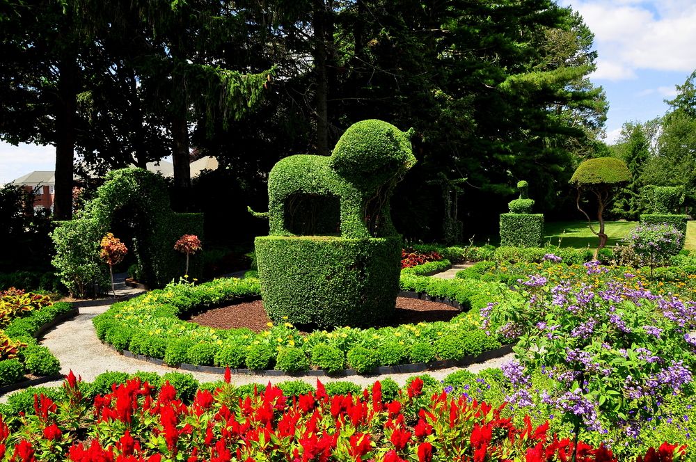 Sculpted pants at Green Animals Topiary Gardens