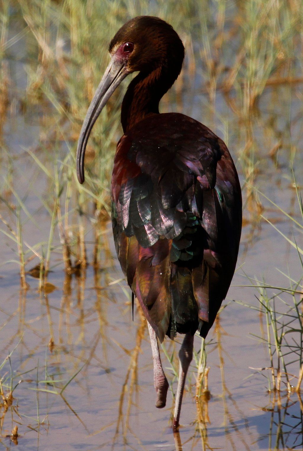 A white-faced ibis in Bitter Lake National Wildlife Refuge