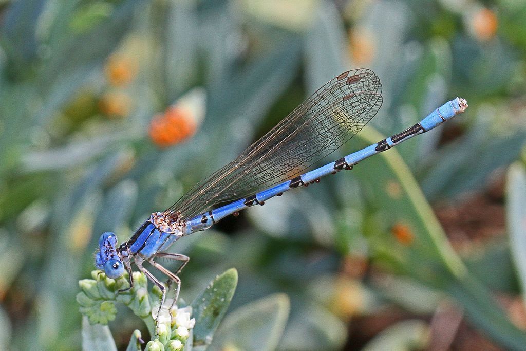 A dragonfly at Bitter Lake National Wildlife Refuge