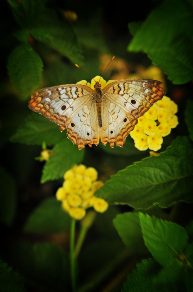 A peacock butterfly resting on top of yellow flowers with green leaves and stems.