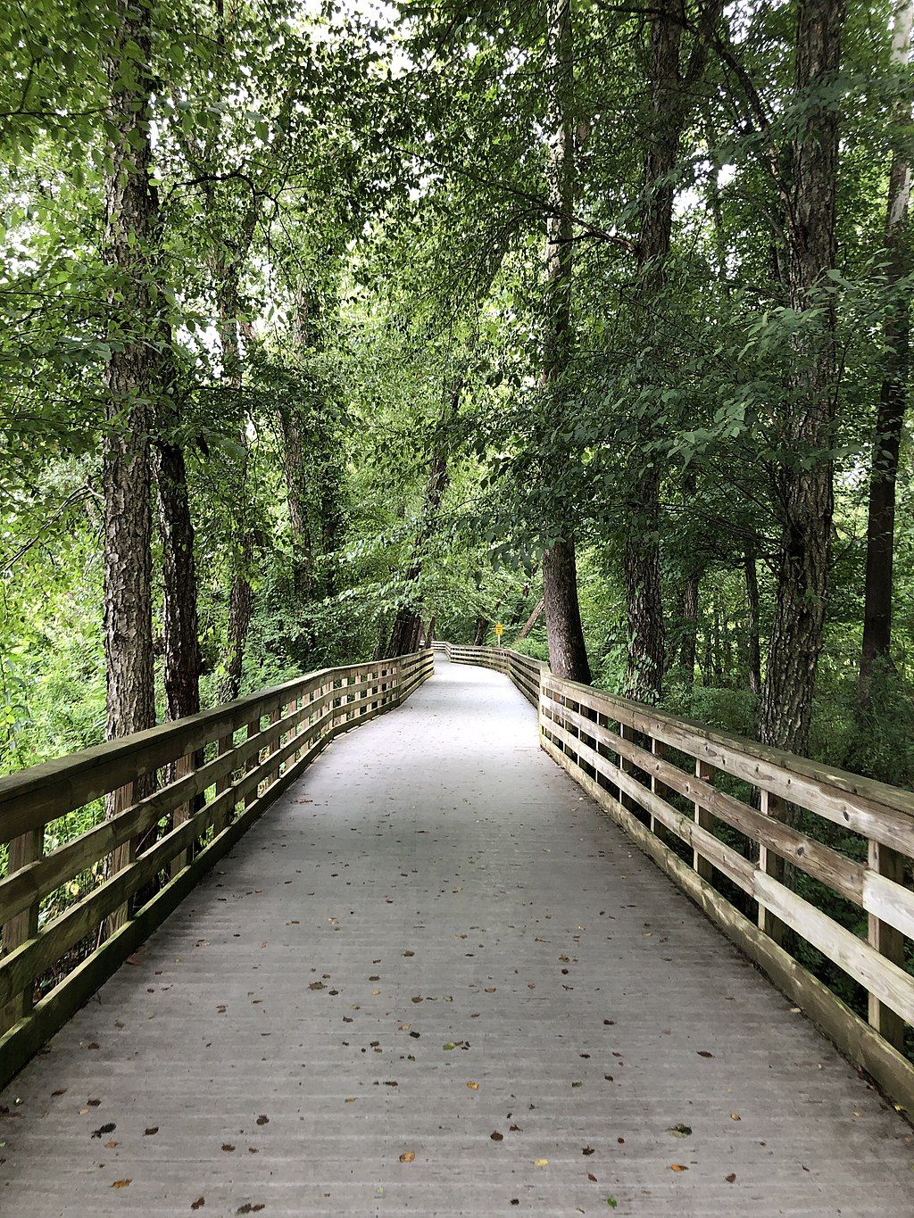 Empty riverwalk trail with wooden rails and tall trees framing it.