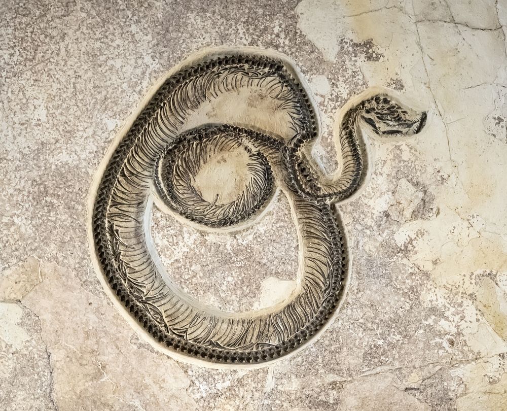 Fossil of a snake at Fossil Butte National Monument