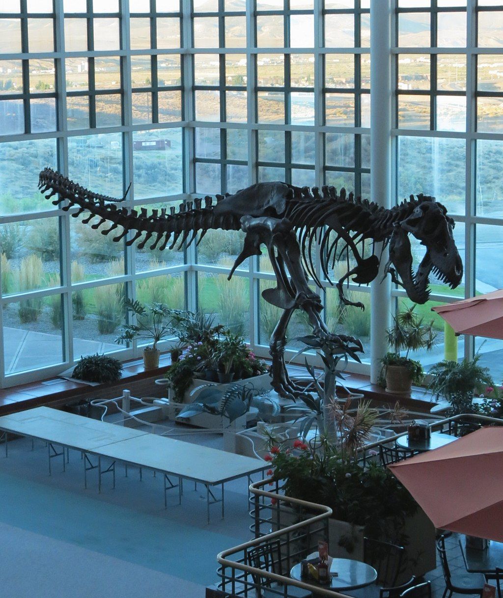 Skeleton of a T-Rex displayed in Western Wyoming Community College Natural History Museum