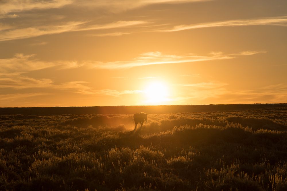 Silhouette of a horse at Pilot Butte Wild Horse Scenic Loop