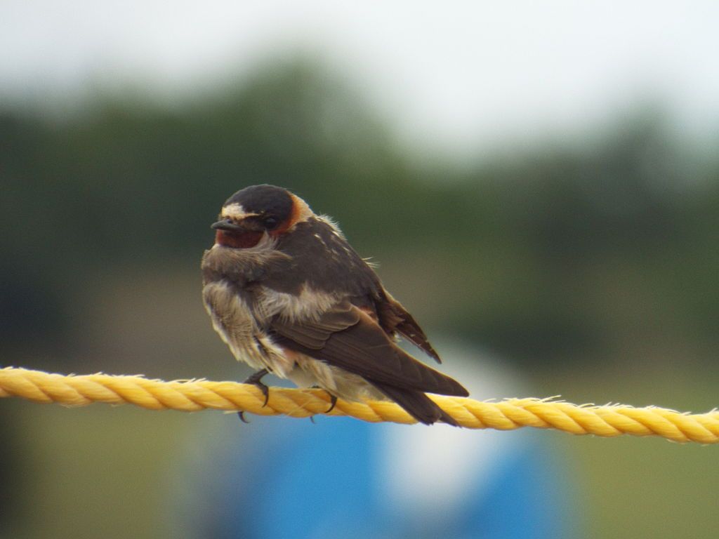 A bird at Breckinridge Park