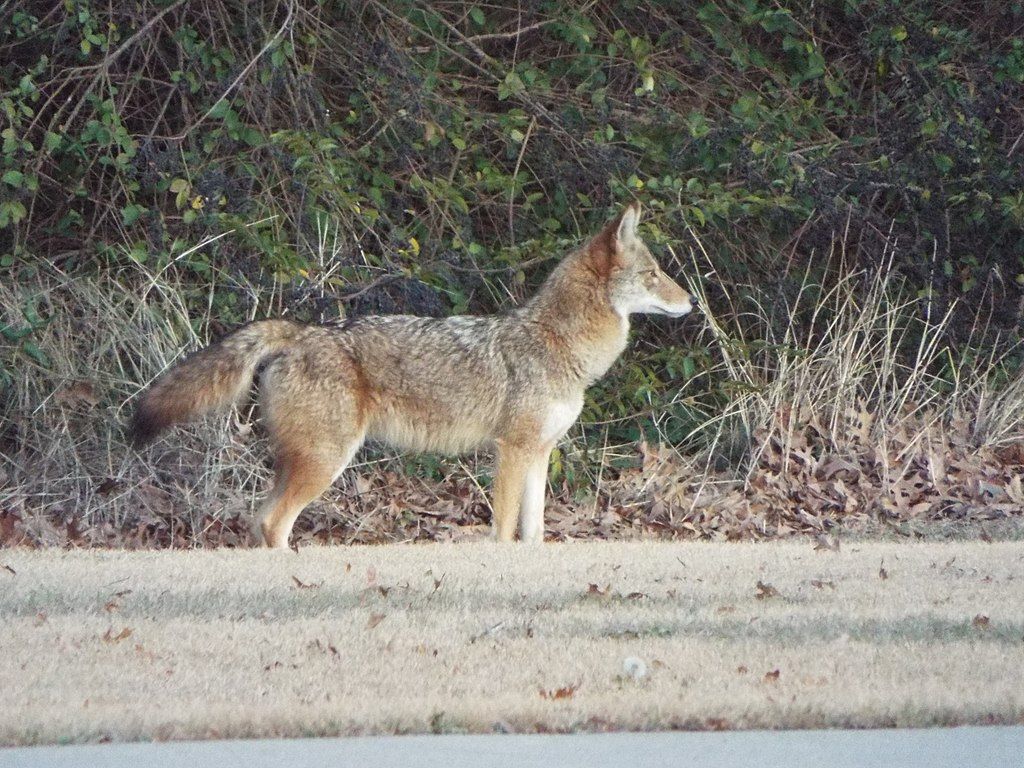 Coyote at Crowley Park