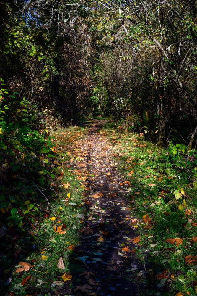Woodland trail at Black River Riparian Forest and Wetland