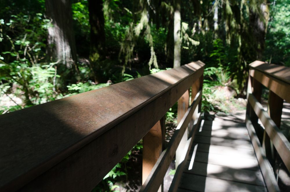 Bridge trail at Evans Creek Preserve