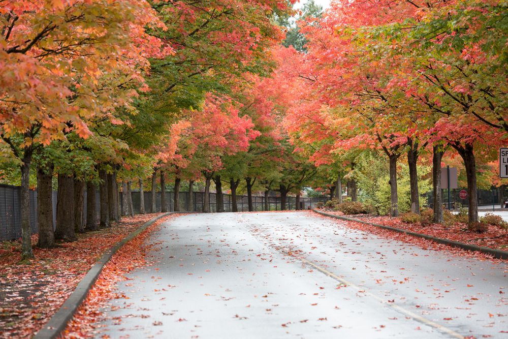 Trail with foliage at Gene Coulon Memorial Beach Park
