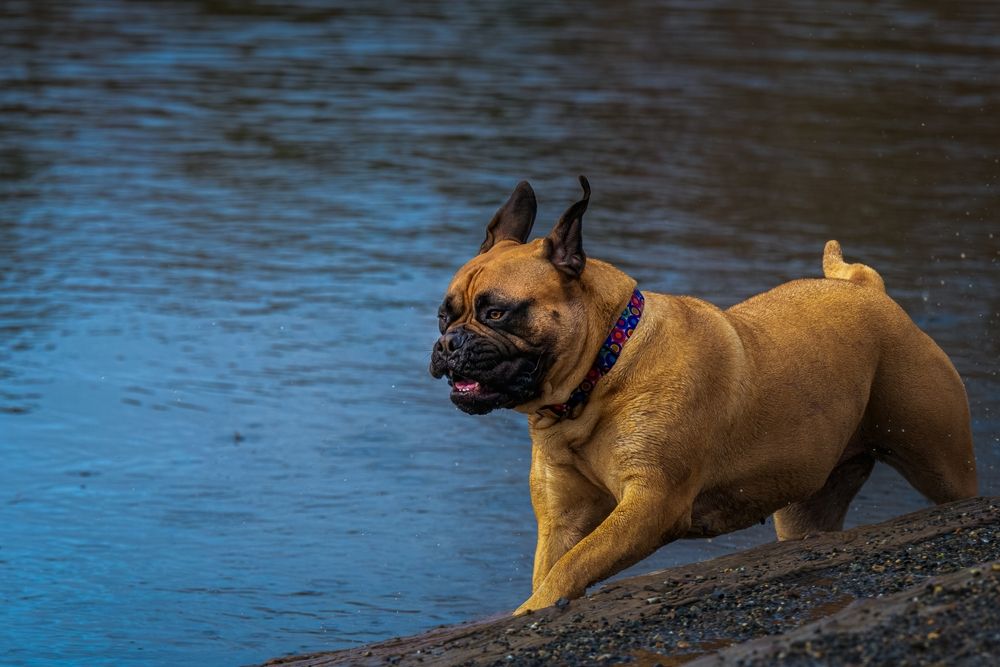 A dog at Marymoor Park's off-leash pet area