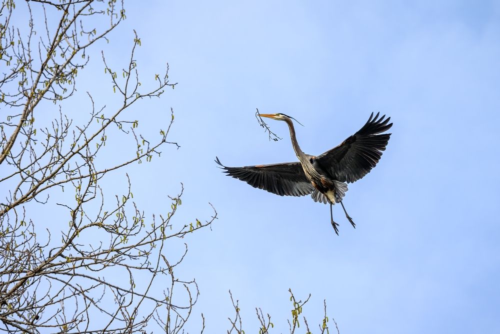 A heron over Marymoor Park
