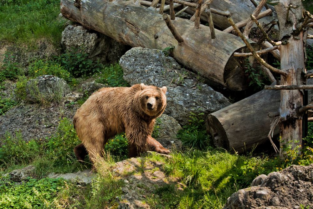 A bear at Salzburg Zoo