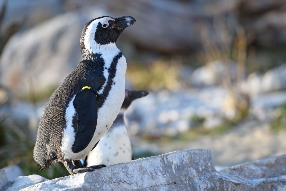 An african penguin at Salzburg Zoo