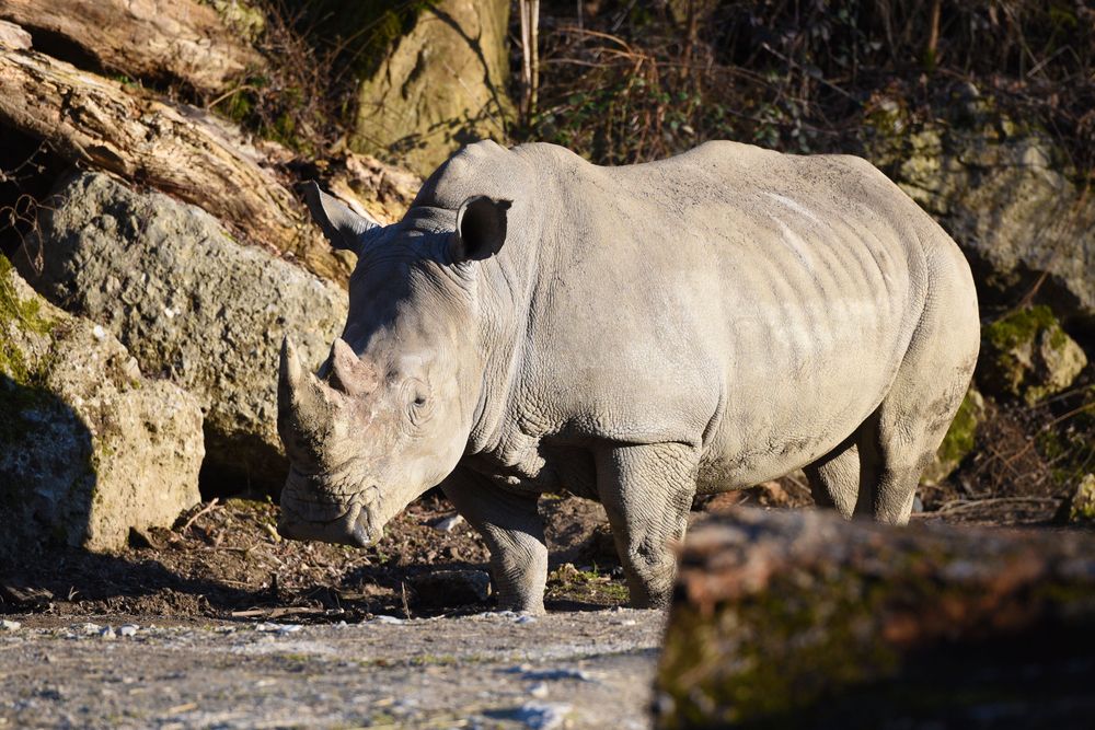 A rhinoceros at Salzburg Zoo