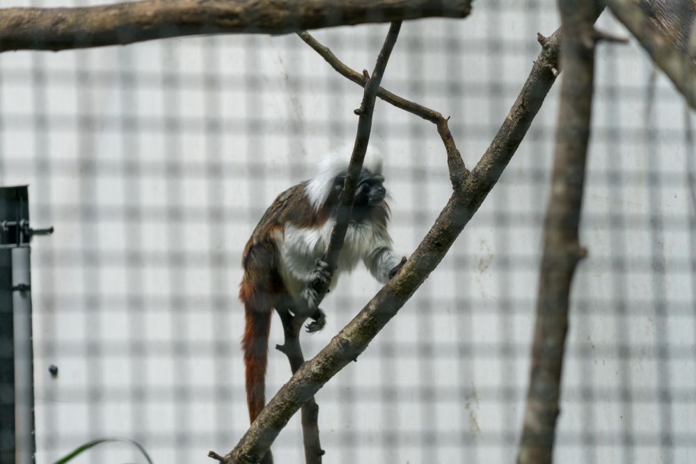 Monkey in a cage at Central Florida Zoo and Botanical Gardens