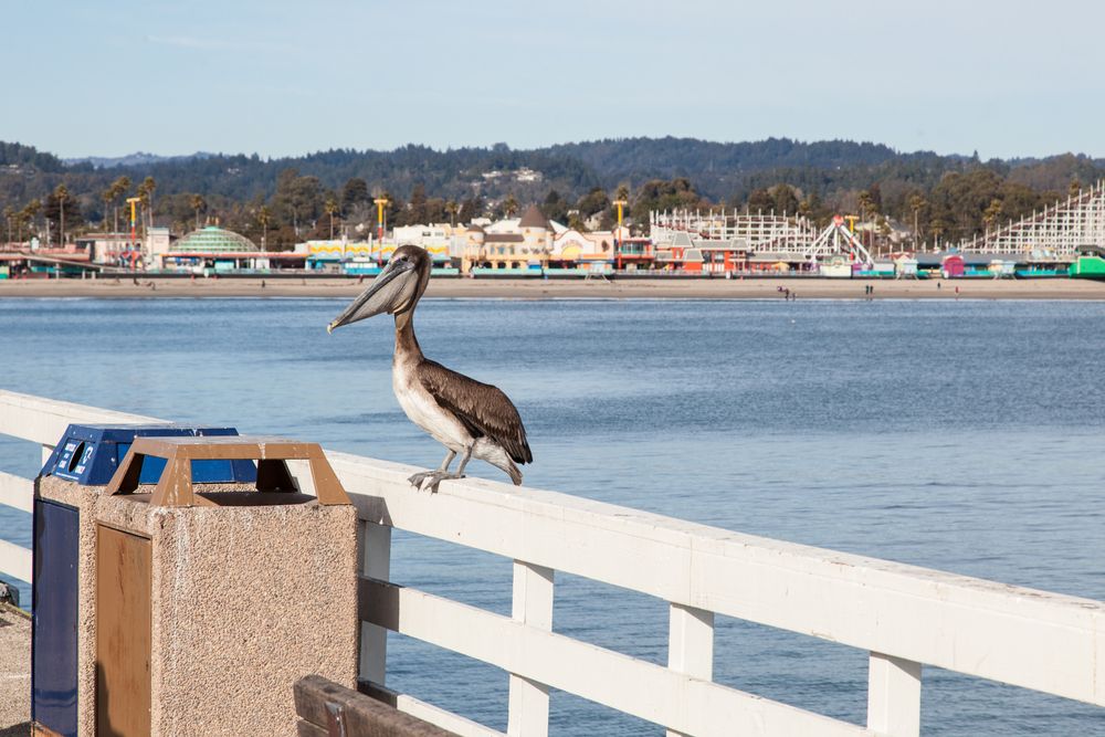 A Bird in Santa Cruz Wharf