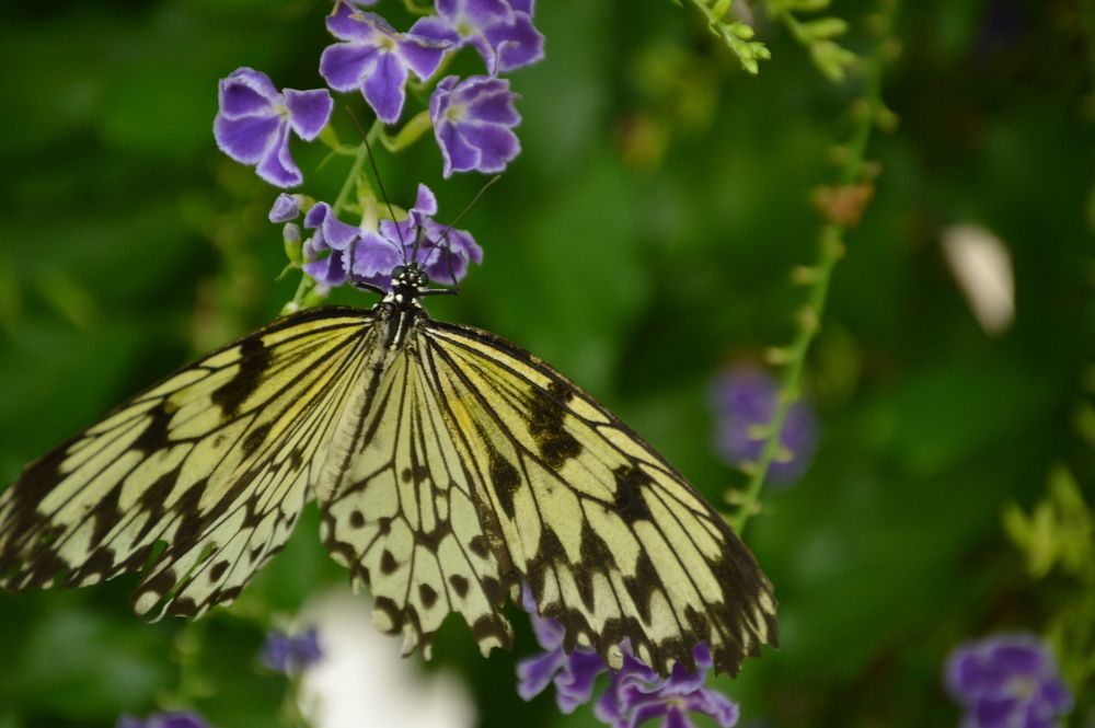A beautiful butterfly at Butterfly Wonderland