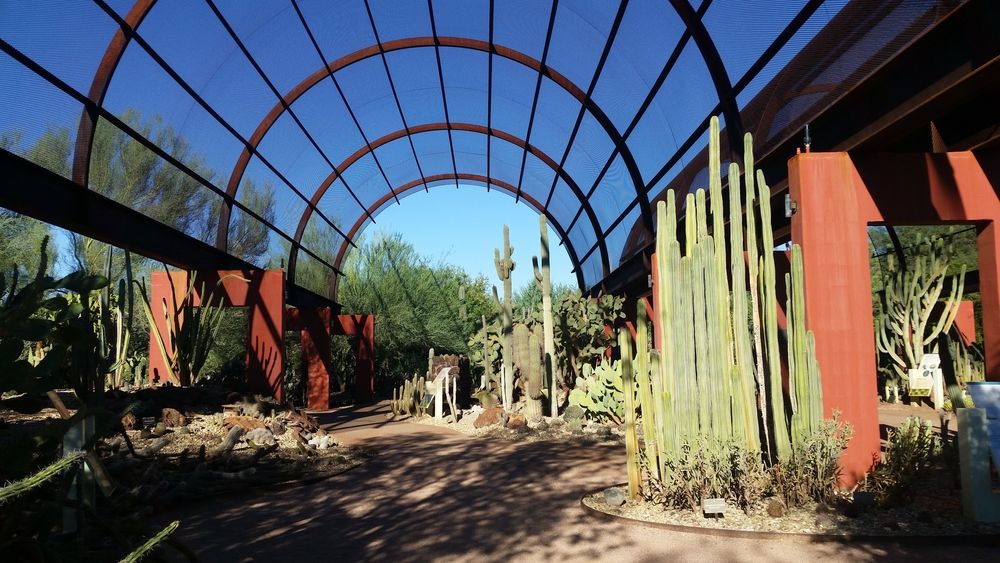 Cacti at Desert Botanical Garden
